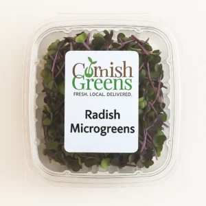 Radish microgreens freshly harvested in Cornwall – bold purple stems, spicy flavour, and packed with antioxidants for vibrant health