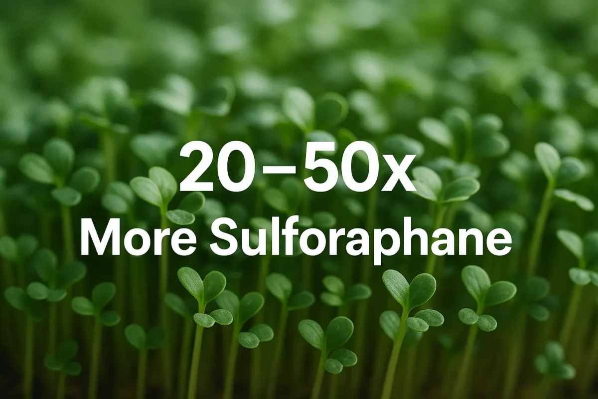 Microgreens and Chronic Illness Close-up of vibrant broccoli microgreens with text overlay reading "20–50x More Sulforaphane", highlighting their powerful antioxidant content compared to mature vegetables.